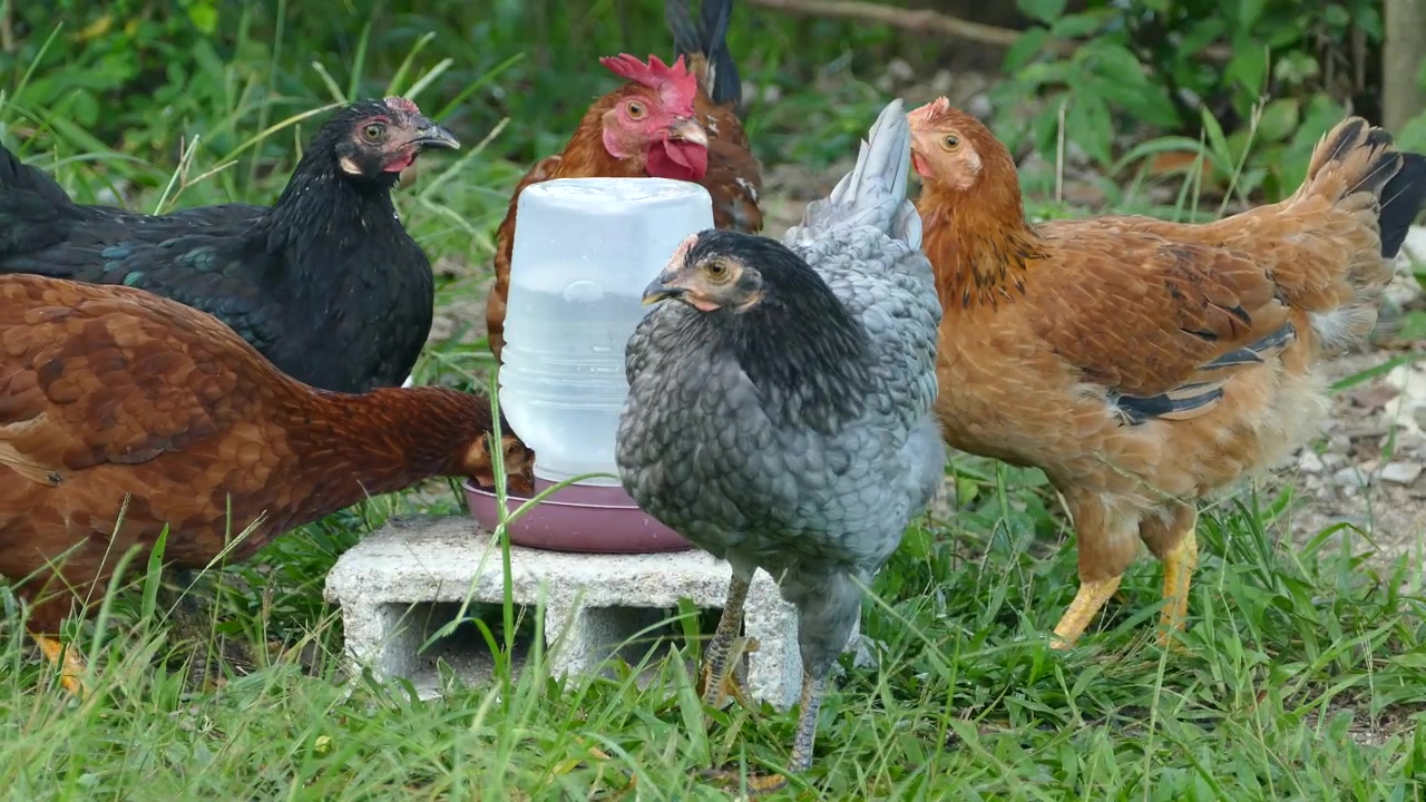 Chickens drinking water at the farm, animal, agriculture, farm, drinking, and chicken