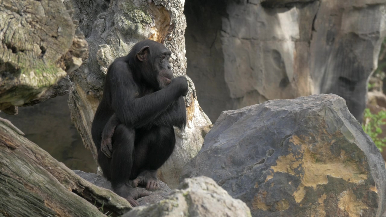 Chimp sitting on a stock, animal, zoo, and monkey