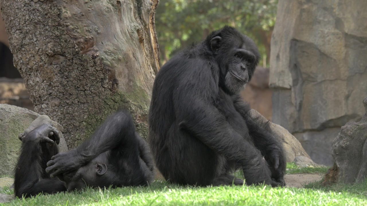 Chimps resting in the shade, animal, zoo, and monkey