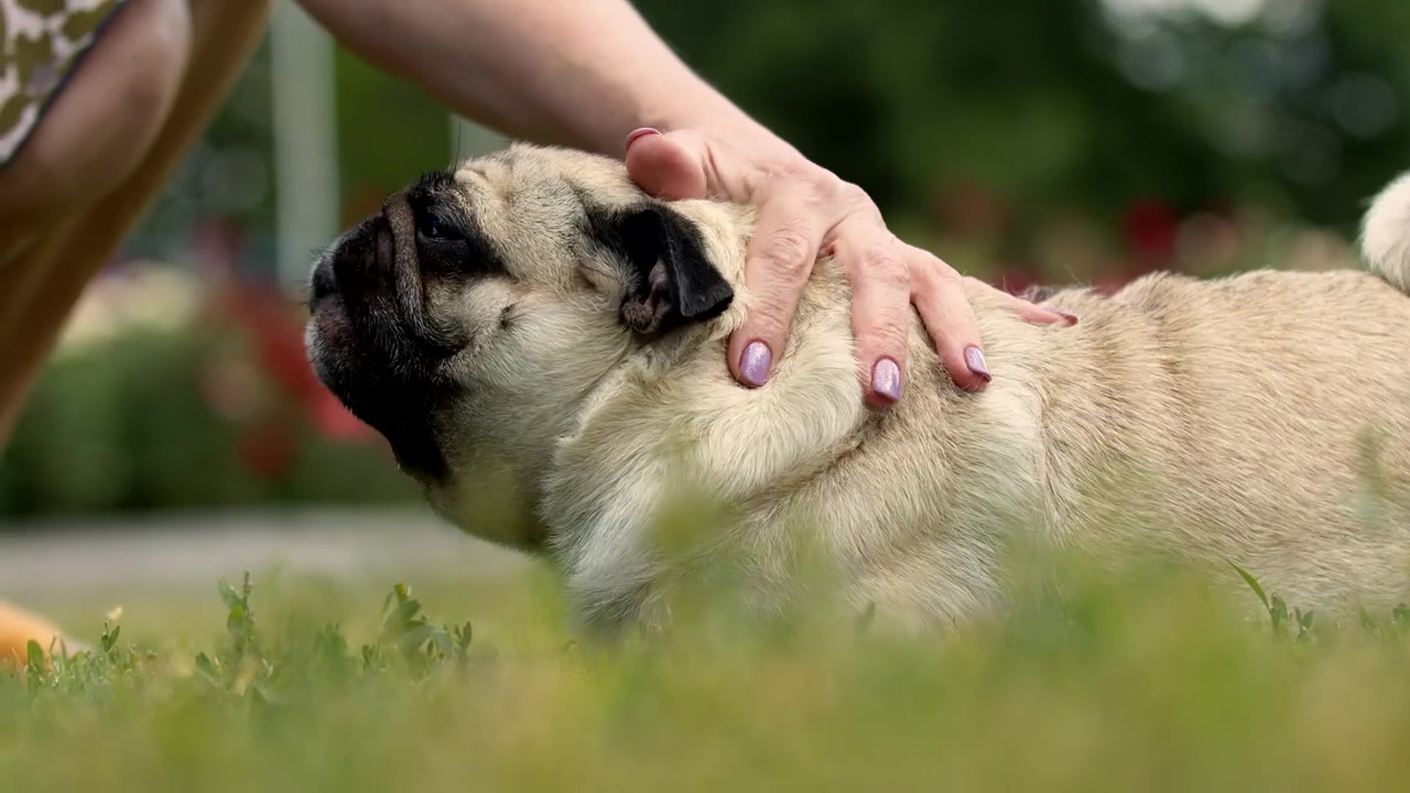 Chunky pug enjoying being petted, dog, pet, animals, dogs, puppy, and pug