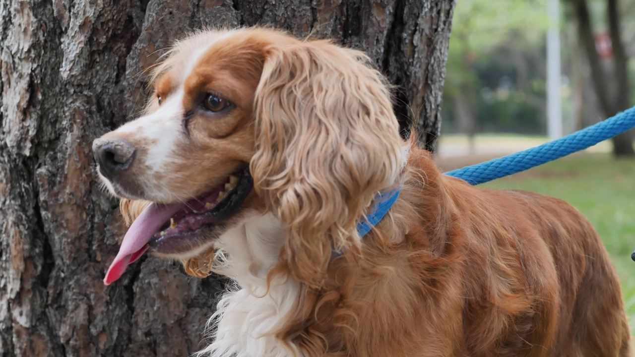Close shot of a small brown dog tied on a blue leash by the side of a tree trunk in the middle of a park, while panting with his tongue out
