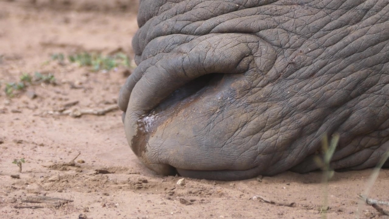 Close up from a breathing rhino nose, animal, wildlife, ground, climate change, and breathing