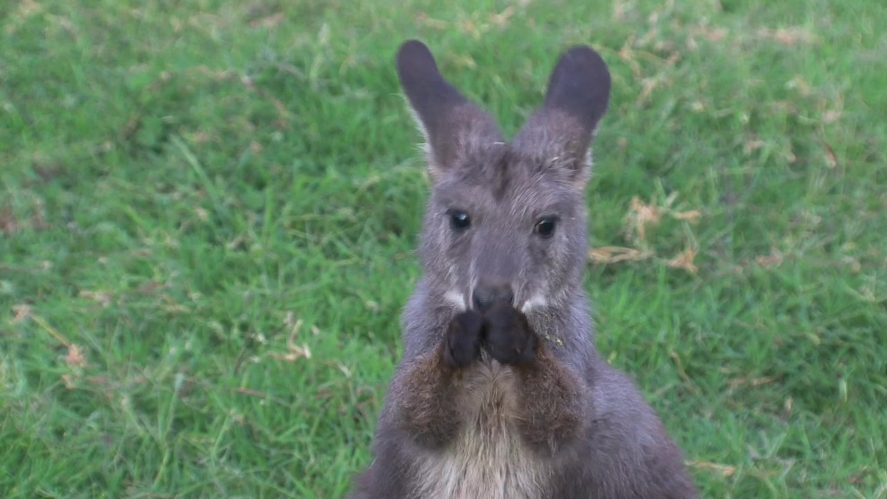 Close up of a baby kangaroo cleaning his head, animal, wildlife, australia, and kangaroo