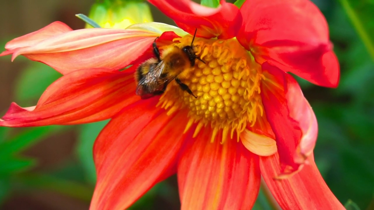 Close up of a bee working on a flower, nature, wildlife, flower, and insect