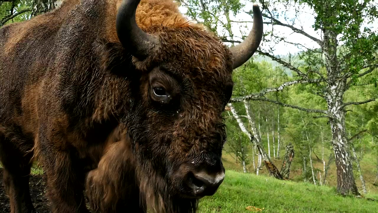 Close up of a bison in europe, wildlife, europe, animals, wild animals, horns, and bison