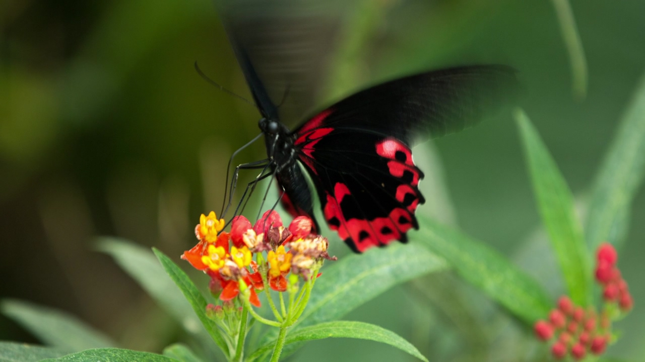 Close up of a black butterfly with red fluttering in a red and yellow flower with green leaves
