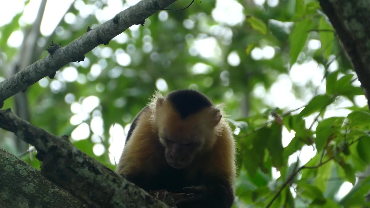 Close up of a capuchin monkey on a tree, animal, wildlife, tree, and monkey