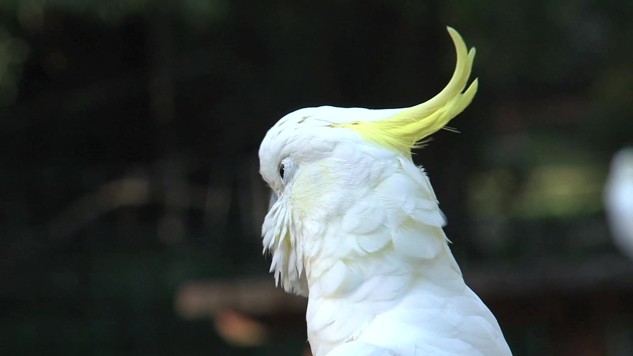 Close up of a cockatoo head, animal, wildlife, bird, australia, parrot, and cockatoo