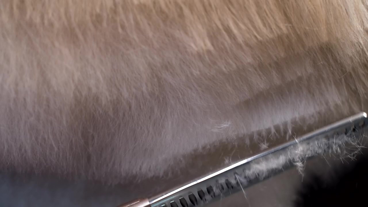 Close up of a dog's fur being cut by a dog groomer, dog, pet, dogs, pet brush, and dog grooming