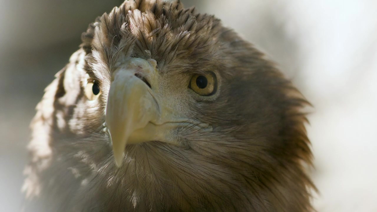 Close up of a golden eagle looking straight ahead, bird, eagle, feathers, and bald eagle