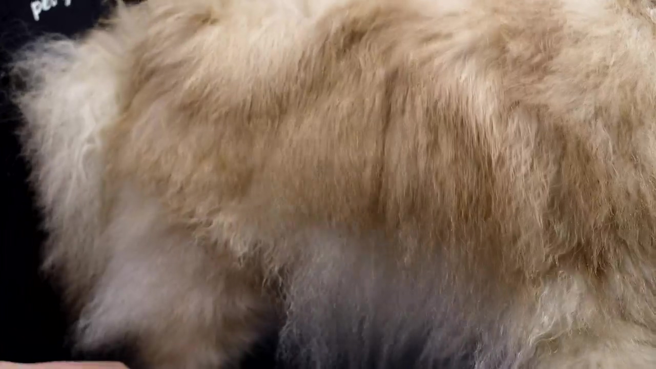 Close up of a groomer brushing through a dog's coat, dog, pet, groom, pet brush, and dog grooming