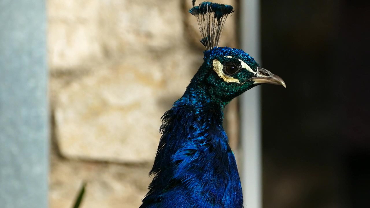 Close up of a peacocks head, animal, wildlife, bird, and peacock