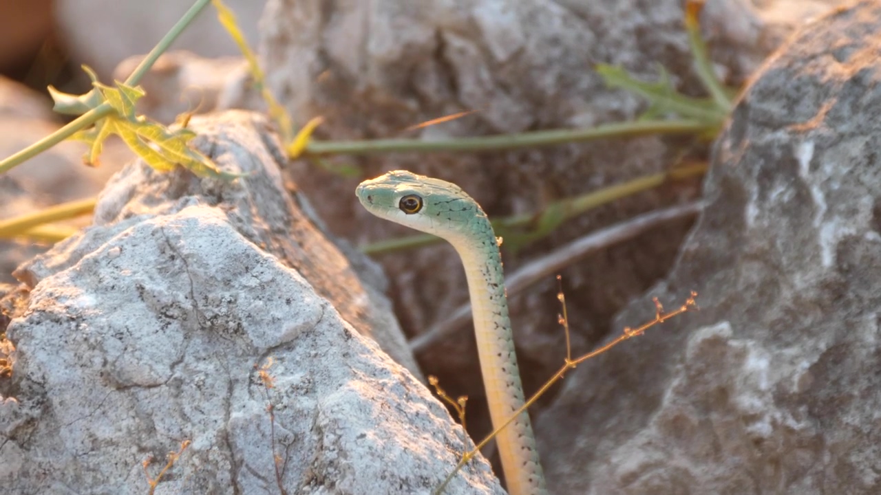Close up of a snake in between the rocks, animal, wildlife, rock, dangerous, africa, safari, and snake