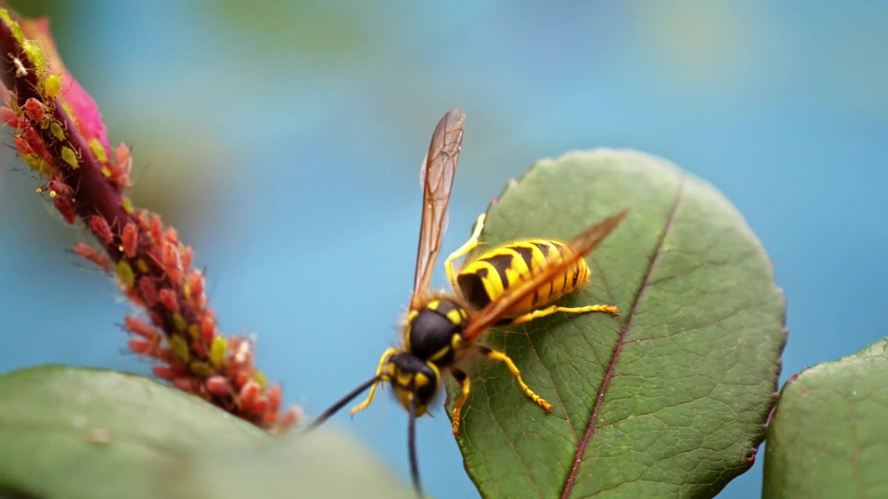 Close up of a wasp sitting on a leaf, nature, animal, insect, bee, and exotic
