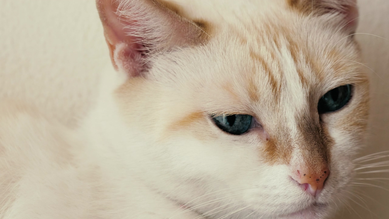 Close-up of a white, blue-eyed cat looking around