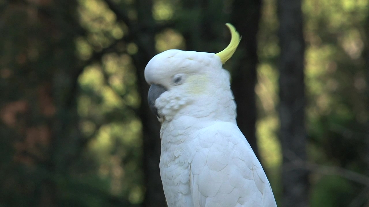 Close up of a white cockatoo, animal, wildlife, bird, and parrot