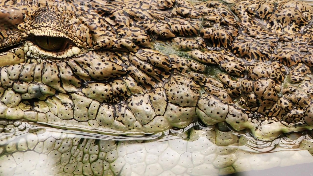 Close up of an alligator's skin texture, water, animal, wildlife, wild, reptile, crocodile, and alligator