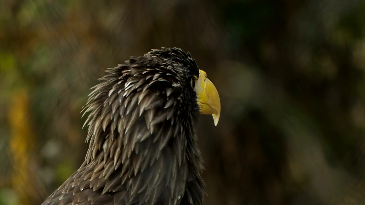 Close up of an eagle surveying its surroundings #bird #birds #bald eagle