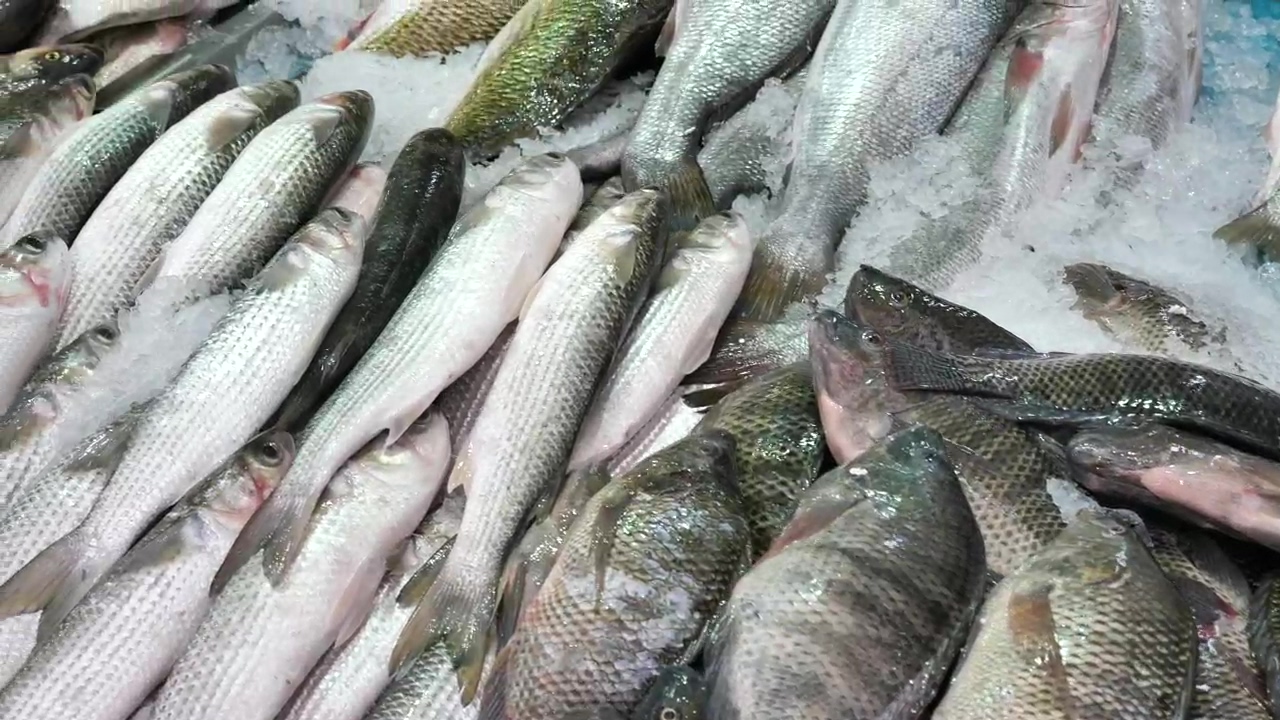 Close up of fish sitting frozen at a market stall, fish, market, farmers market, seafood, frozen, and bass