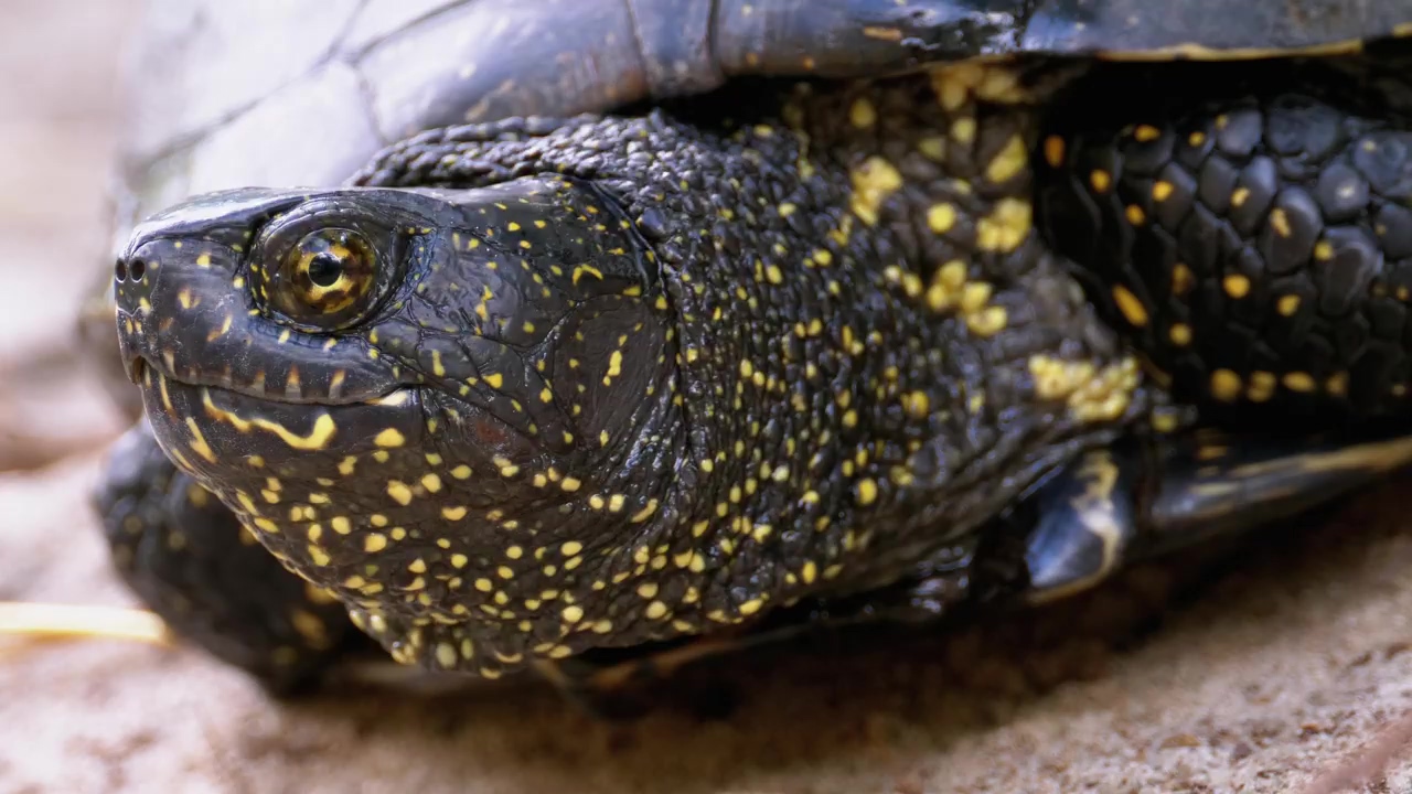 Close up of the head of a turtle, wildlife, wild, reptile, and turtle