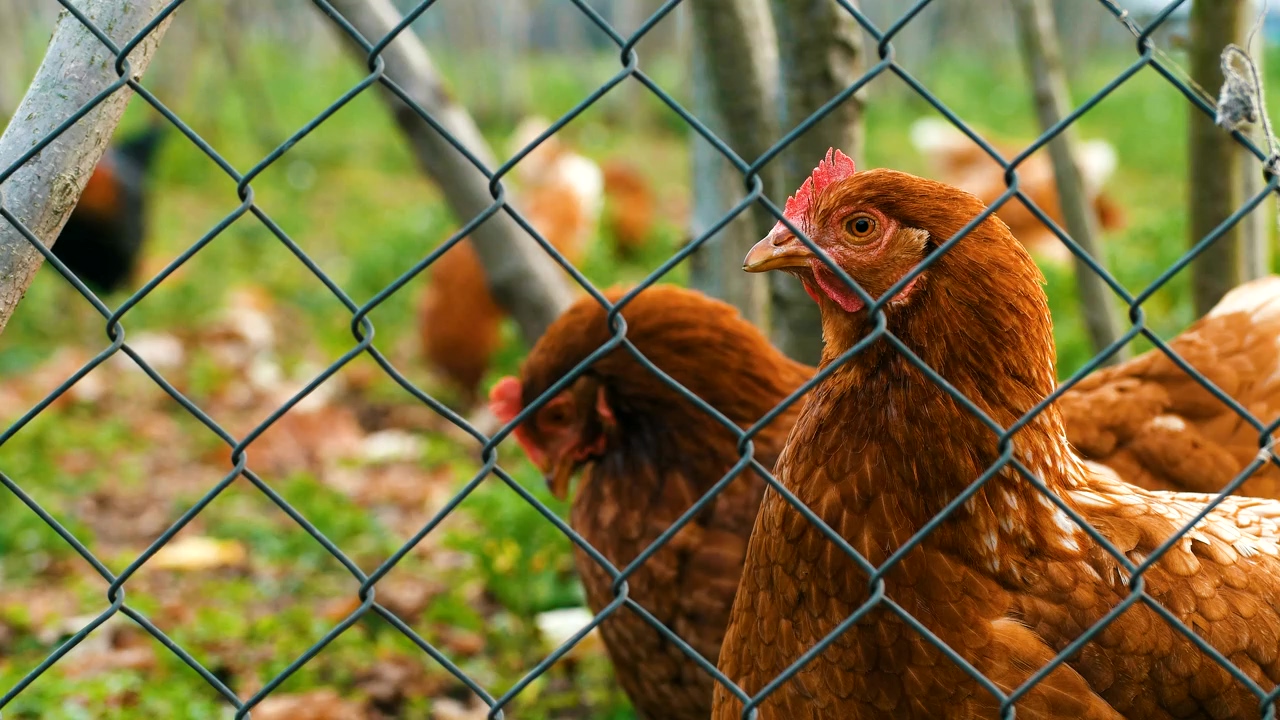Close up of two hens behind a fence, farm, birds, chicken, eggs, farm animals, and feathers