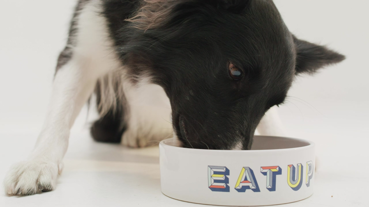 Close-up shot of a black and white border collie canine eating form a bowl against a white background
