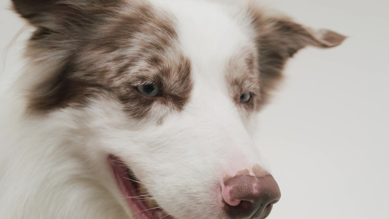 Close up shot of a blue-eyed border collie with an endearing spot around his eye, panting contentedly over a white background