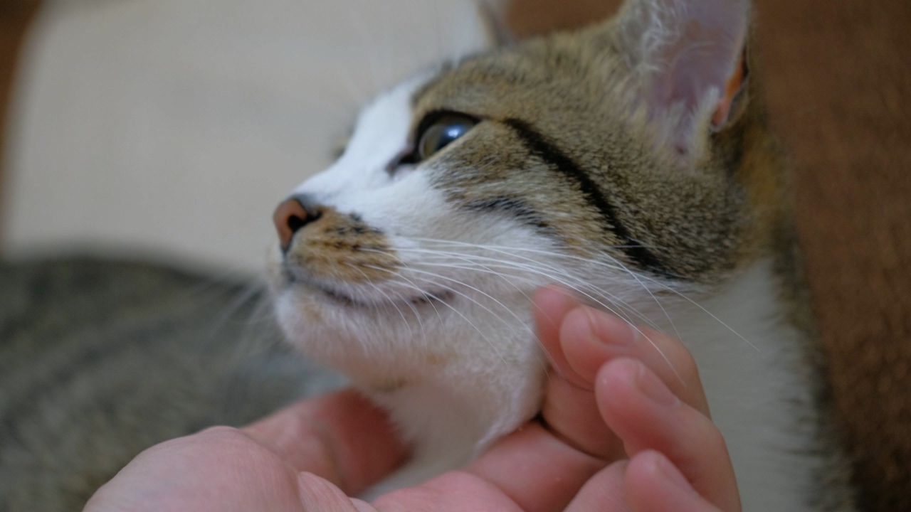 Close up shot of a pet owner petting with one hand a cute green eyed cat