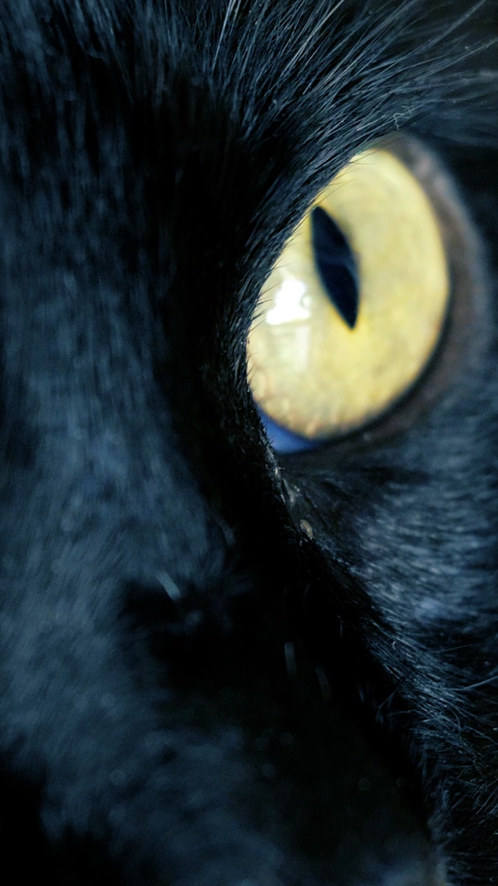 Close up shot of the yellow eye of a black cat