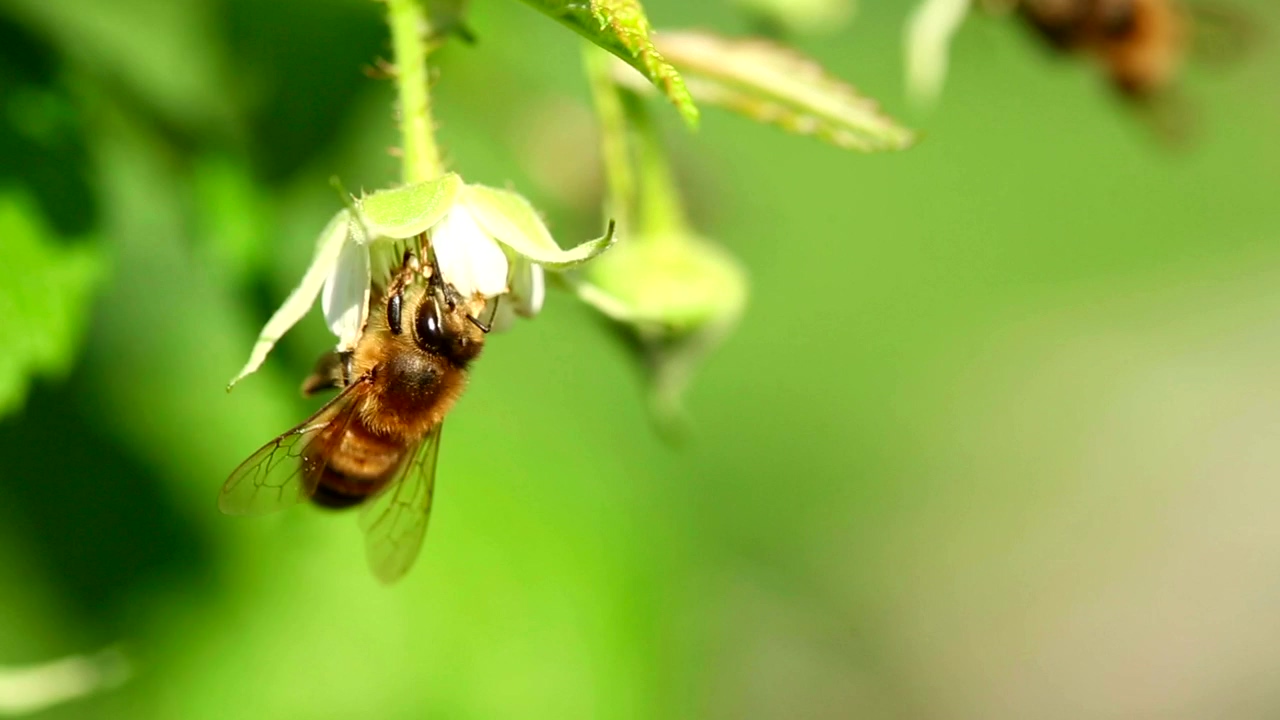 Closeup of a bee on a flower, animal, wildlife, flower, and bee