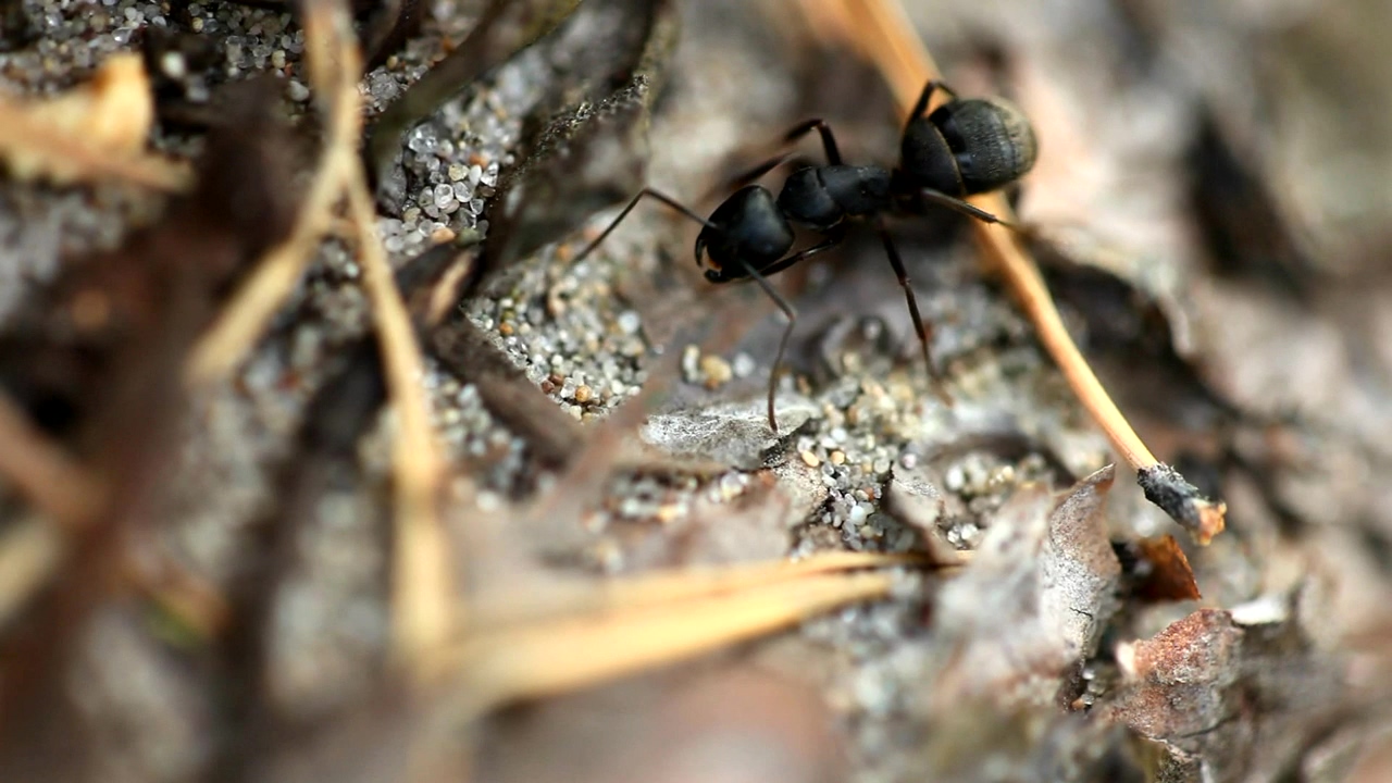 Closeup of a black ant, animal, wildlife, insect, and ground