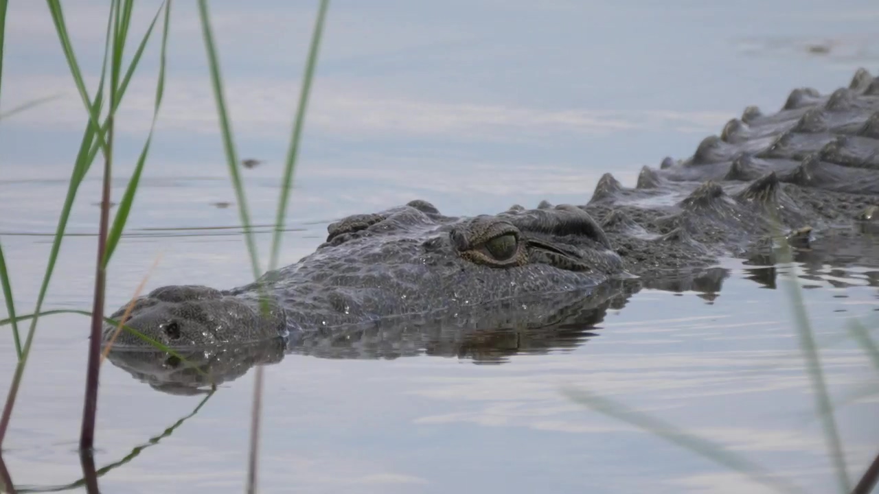 Closeup of a crocodile in a lake, animal, wildlife, lake, dangerous, and crocodile