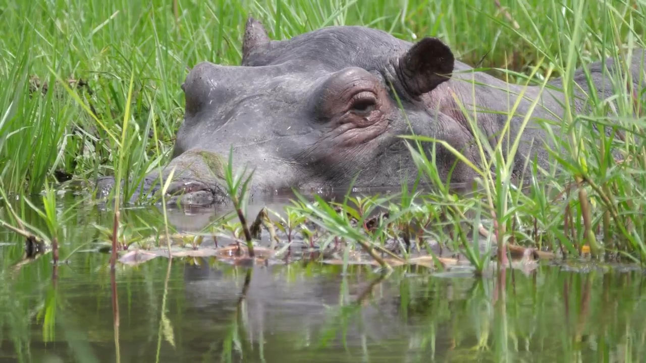 Closeup of a hippo sleeping in a swamp, animal, wildlife, africa, sleep, safari, swamp, and lazy
