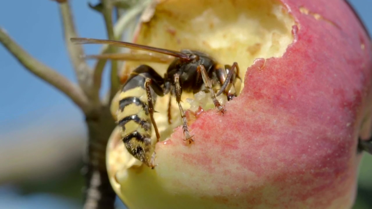 Closeup of a hornet eating a red apple, animal, wildlife, and bee