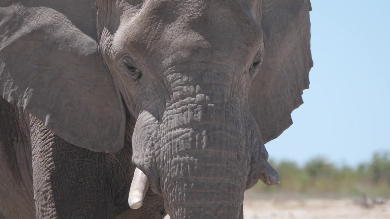 Closeup of an elephant under the sun, animal, wildlife, africa, savanna, and elephant
