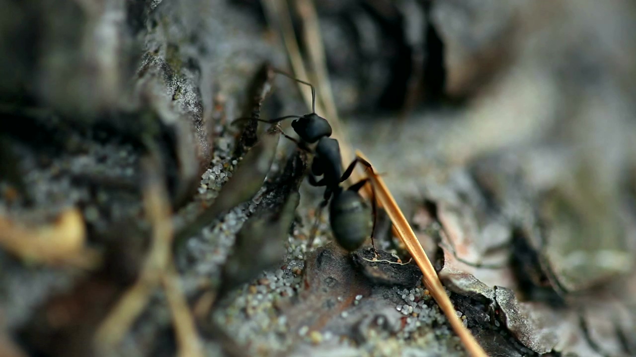 Closeup of black ant, animal, wildlife, and insect