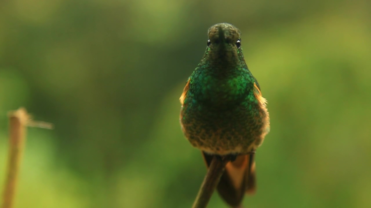 Closeup of green hummingbird sitting on stem, green, bird, and hummingbird