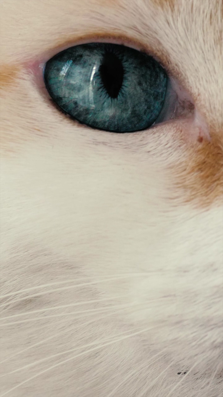 Closeup shot of a white cat with deep blue eyes