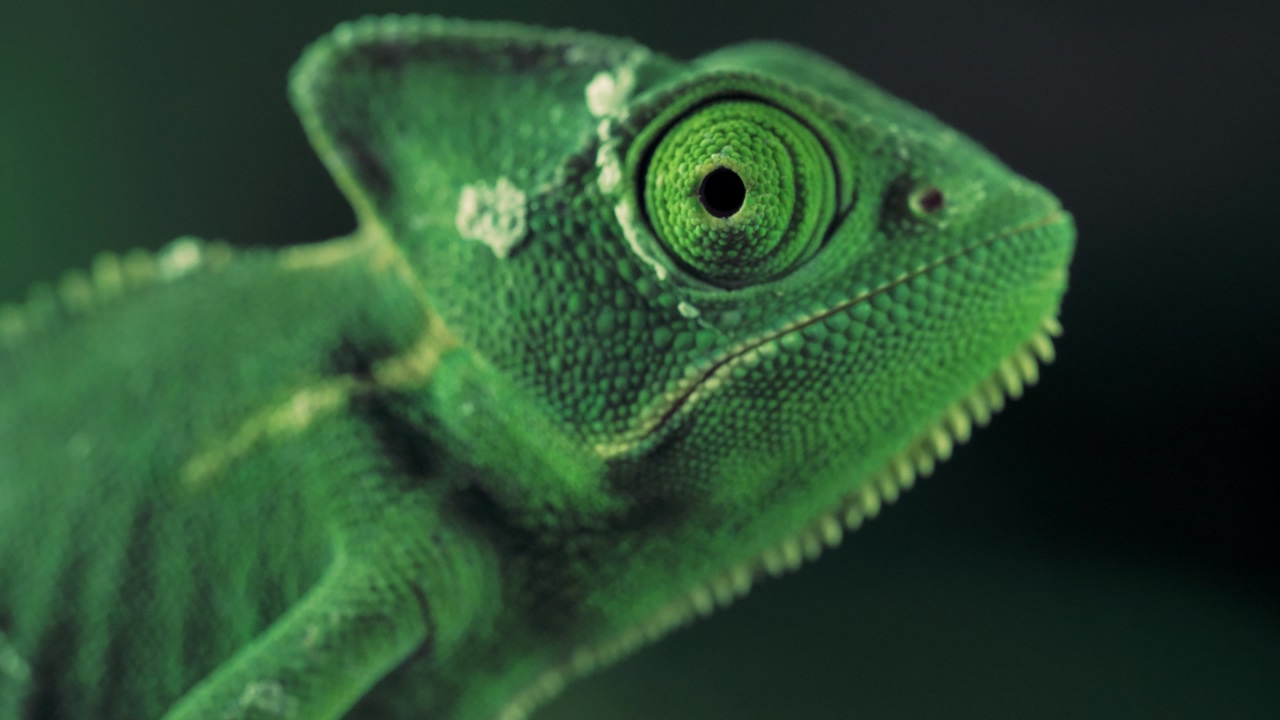 Closeup video of a green chameleon seen from one side, a chameleon moving its eye, with dark background, veiled chameleon (chamaeleo calyptratus)