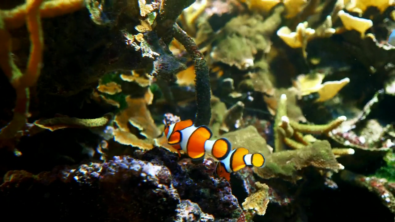 Clown fish swimming near more fish, animal, wildlife, ocean, and fish