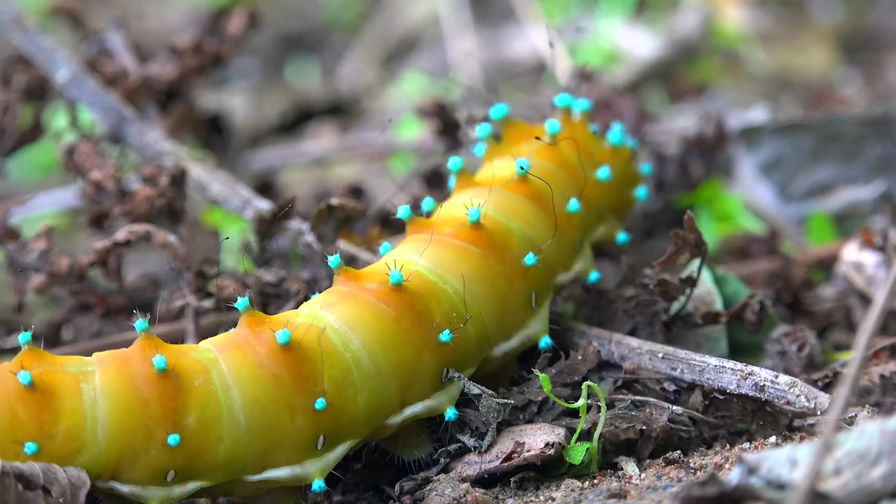Colorful caterpillar crawling in the ground, animal, wildlife, insect, and ground
