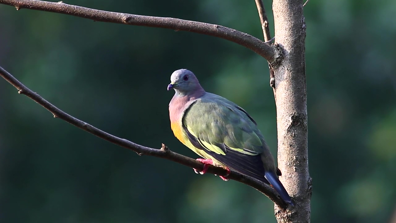 Colorful pigeon in a tree, animal, tree, and bird