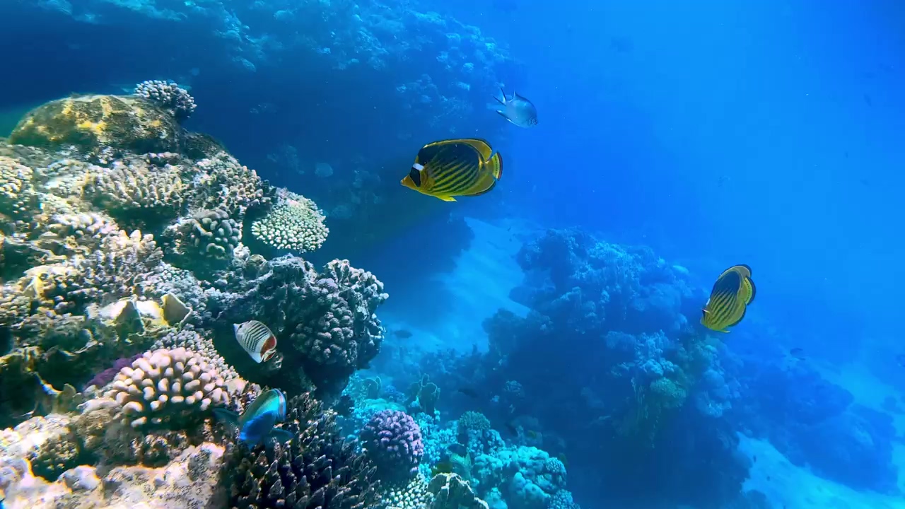 Colourful coral fish floating near a reef, sea, fish, tropical, coral, sea animals, coral reef, and snorkel