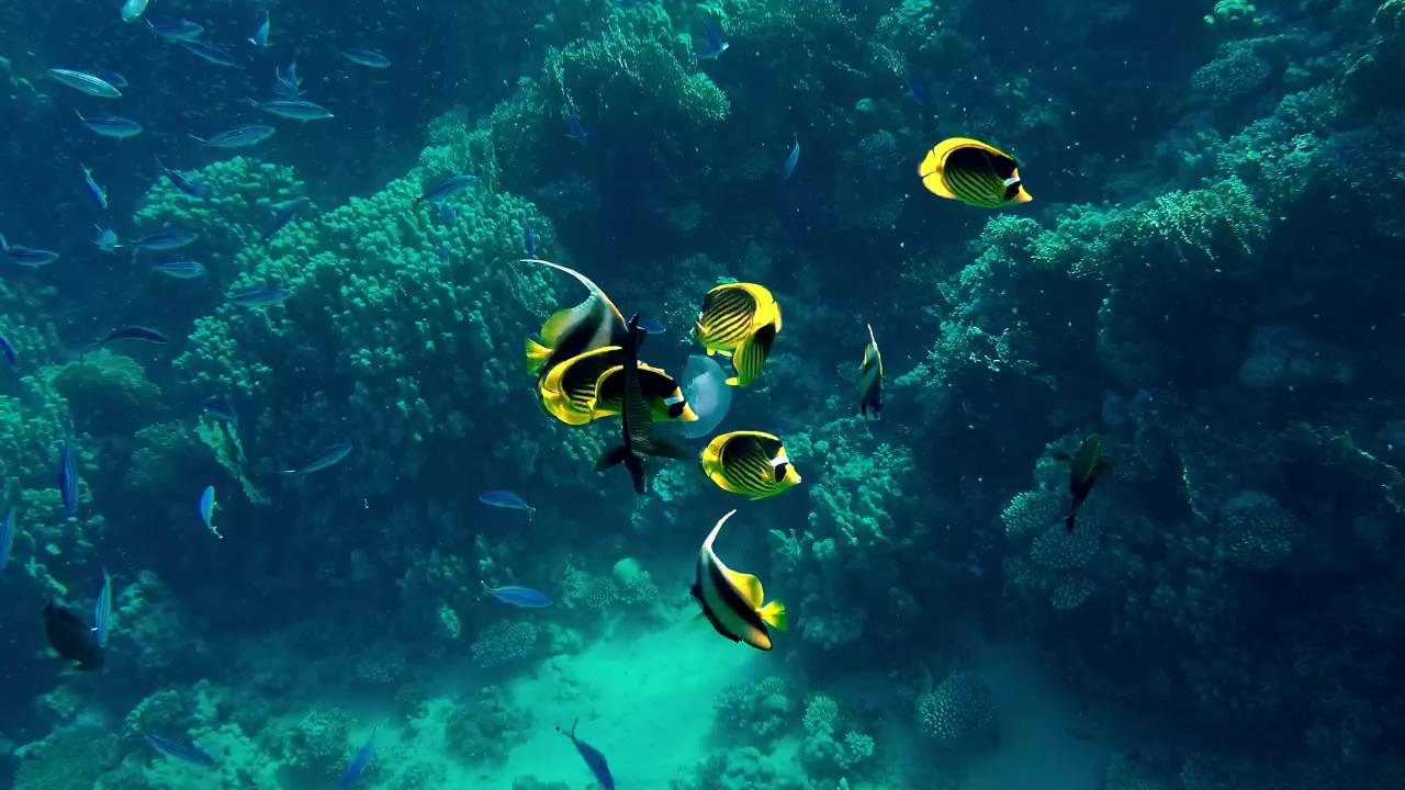 Coral reef in the red sea with moorish idol fish swimming, sea, fish, wild animals, coral, sea animals, coral reef, and snorkel