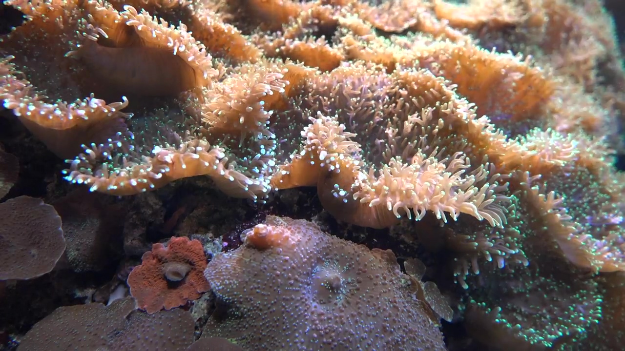 Coral reef underwater, wildlife, ocean, underwater, and coral
