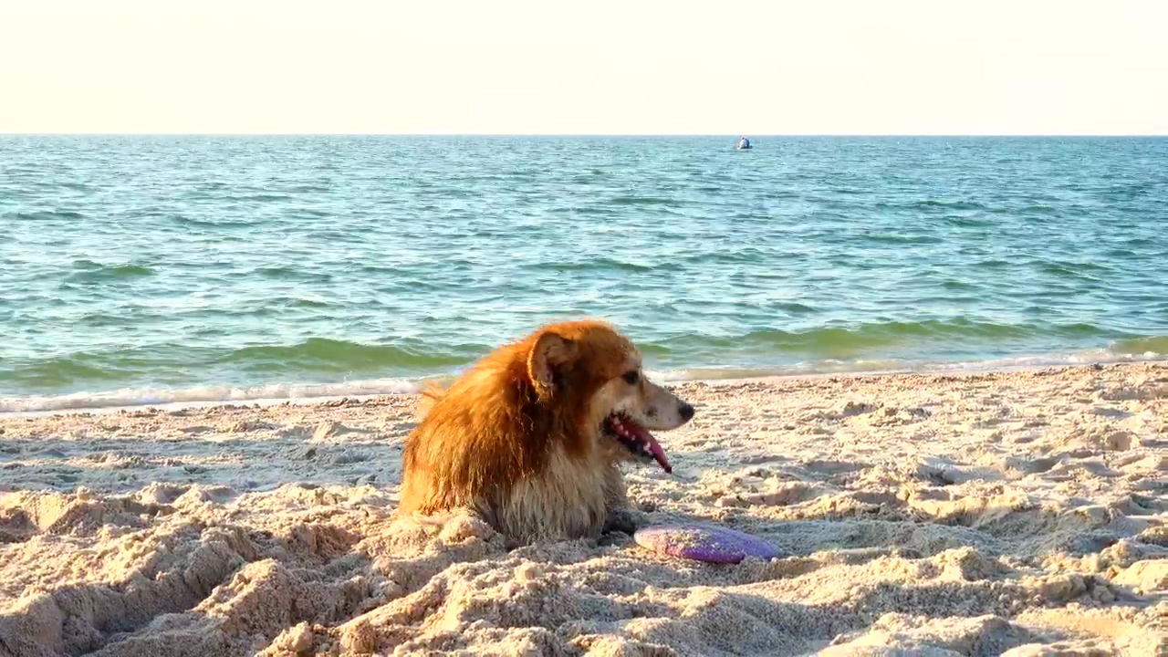 Corgi dog enjoying the beach #beach #sunny #dog #sand #domestic