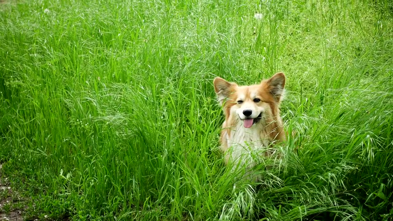 Corgi dog in the grassfield, outdoor, grass, and dog