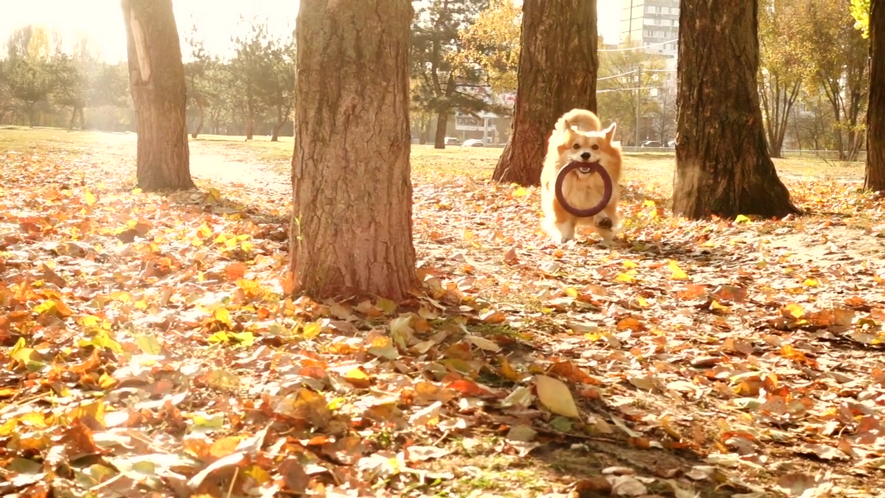 Corgi dog running in an autum forest #forest #outdoor #happy #dog #running #autumn