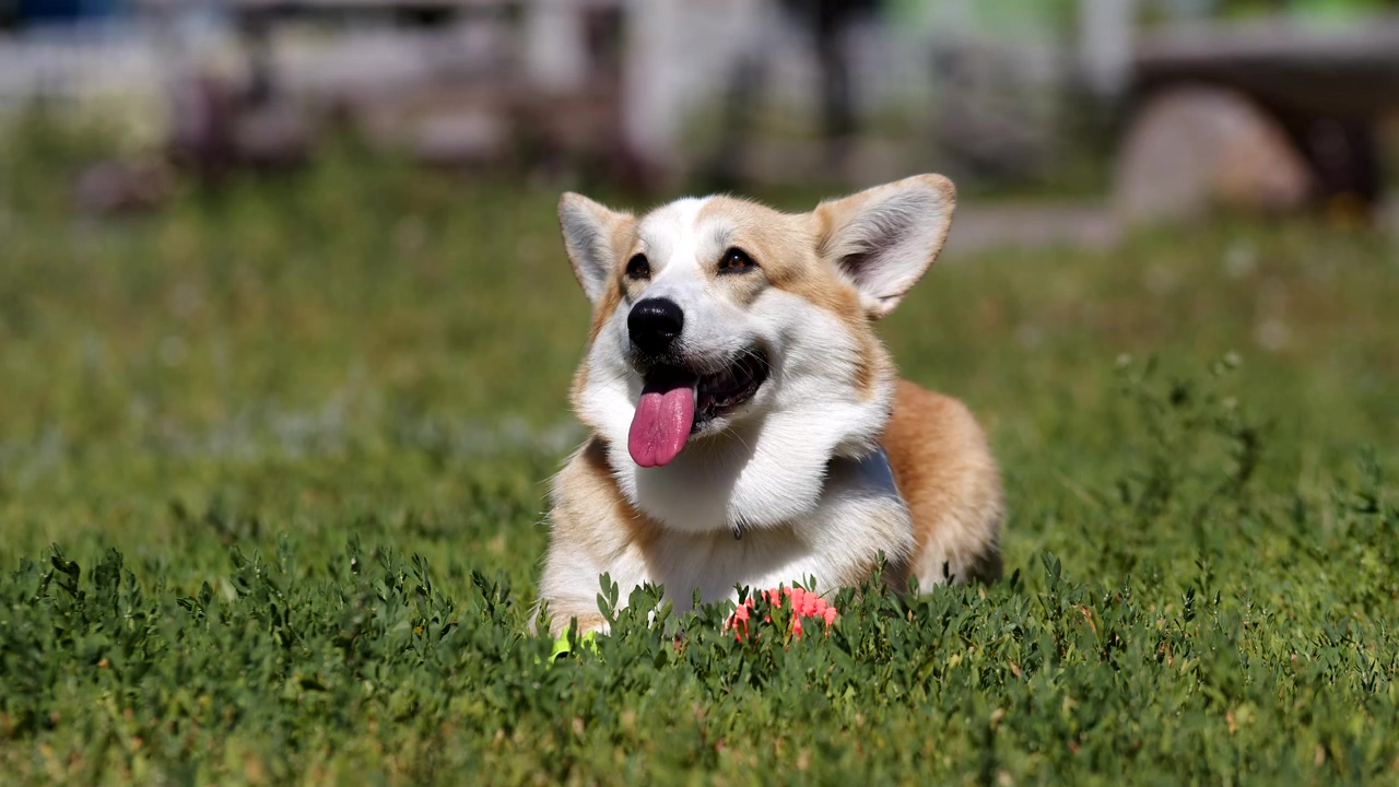 Corgi lying in the grass with his tongue sticking out, dog, pet, dogs, and corgi