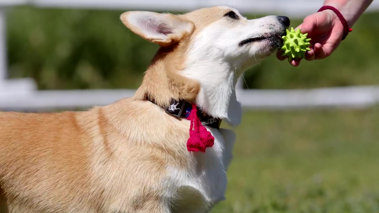 Corgi puppy playing with a toy with its owner, dog, pet, pet owner, animals, dogs, puppy, and corgi